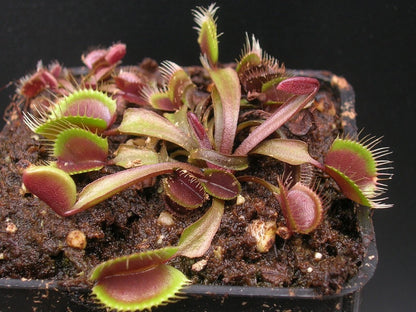 Dionaea muscipula "Red cup trap" the real Clone