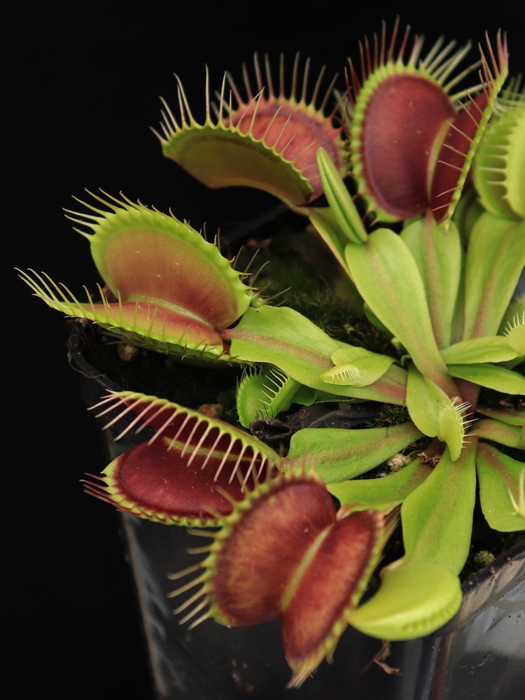 Dionaea muscipula "Rouge sombre"