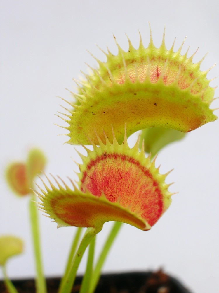 Dionaea muscipula "Shark's teeth"