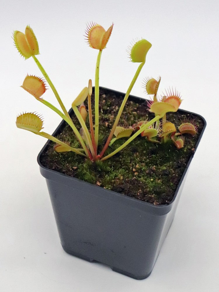 Dionaea muscipula "Snake dentition"