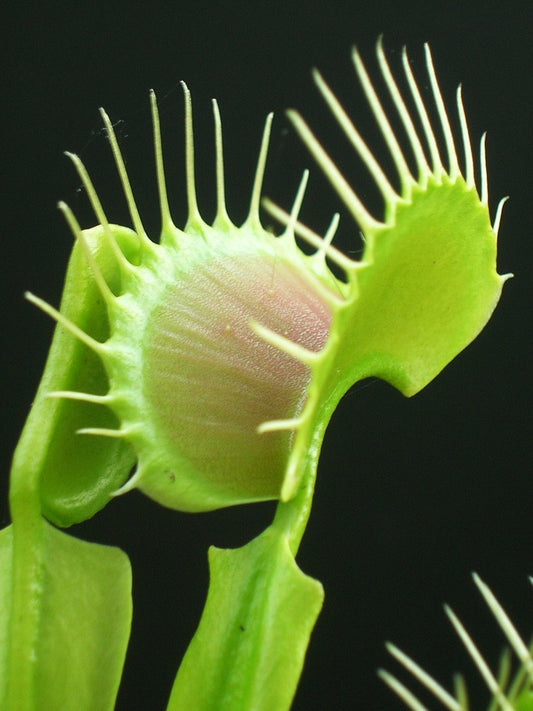Dionaea muscipula "South west giant"