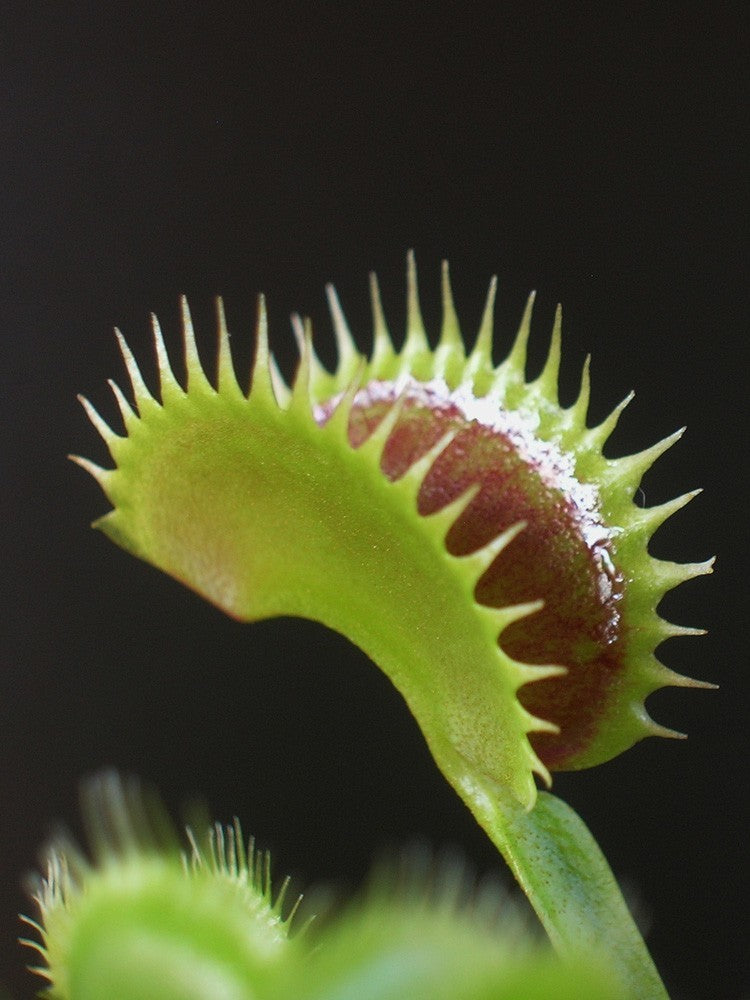 Dionaea muscipula "Tiger teeth"