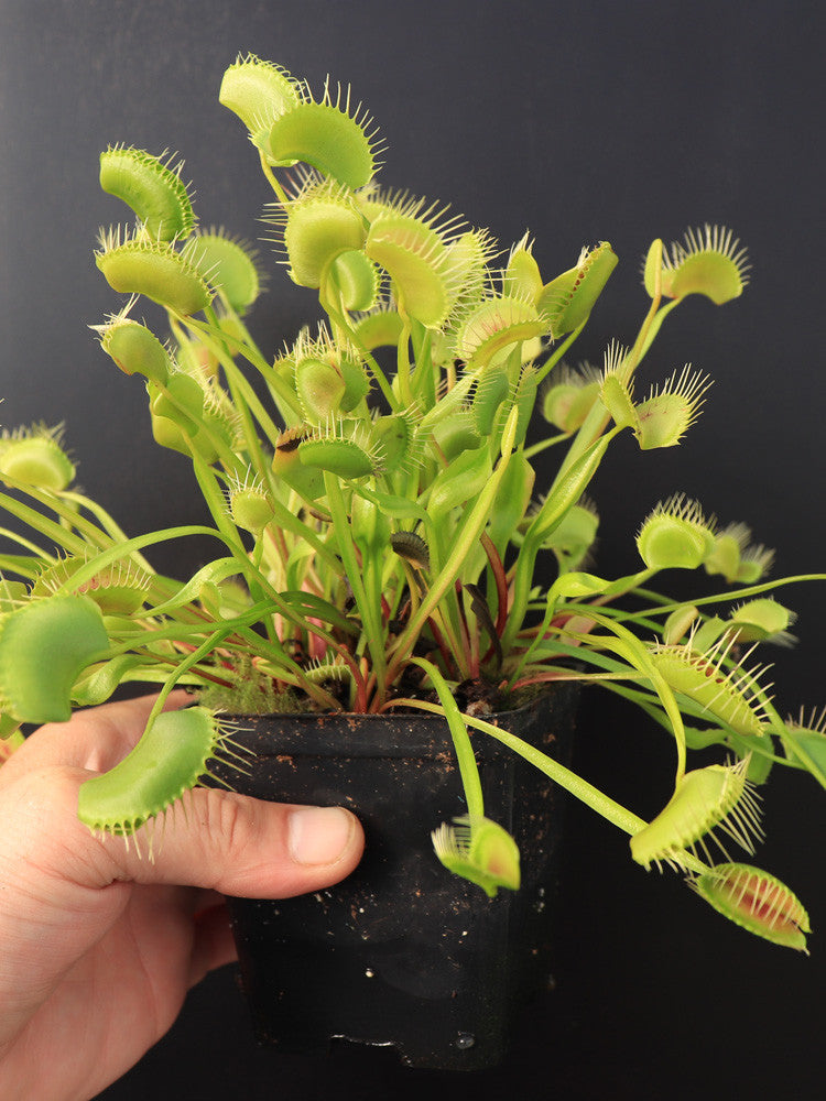 Dionaea muscipula "XL"