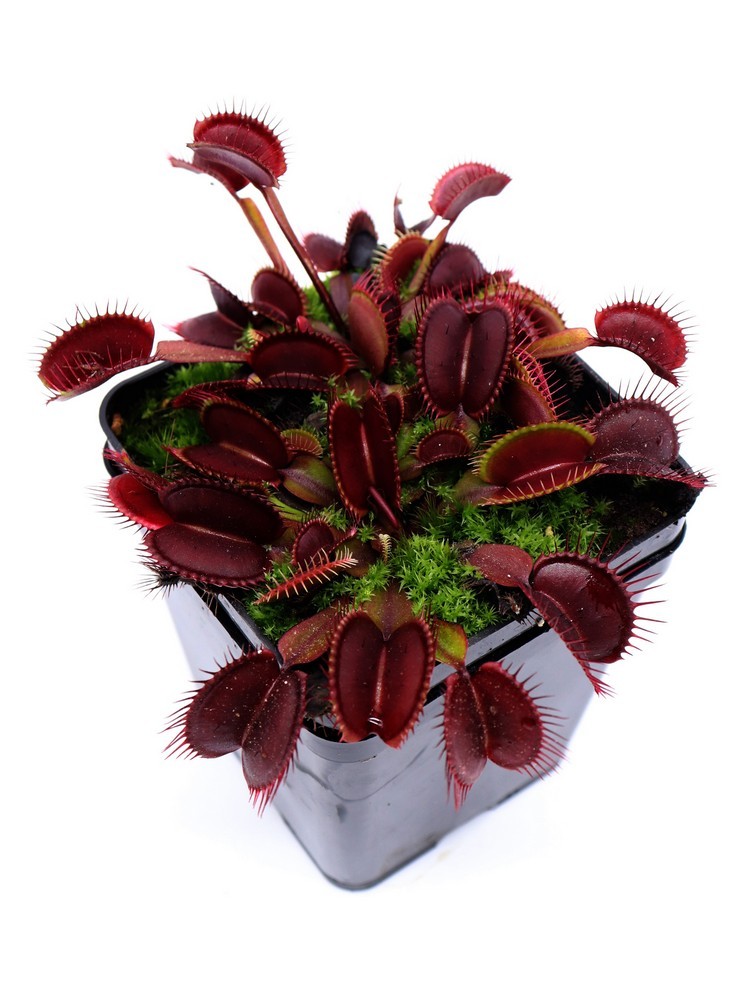 Dionaea muscipula 'Akai ryu'