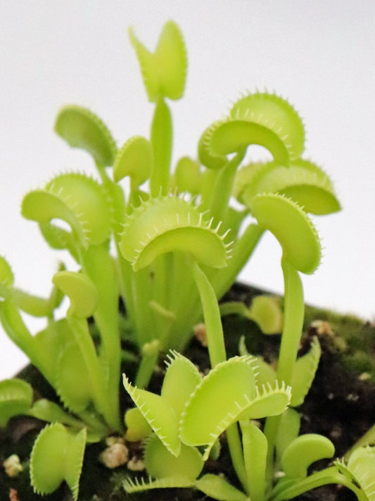 Dionaea muscipula " Arched trap " D.Svarc