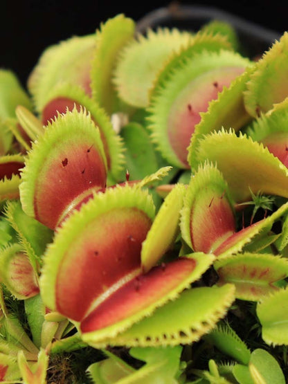 Dionaea muscipula 'Bristle tooth'