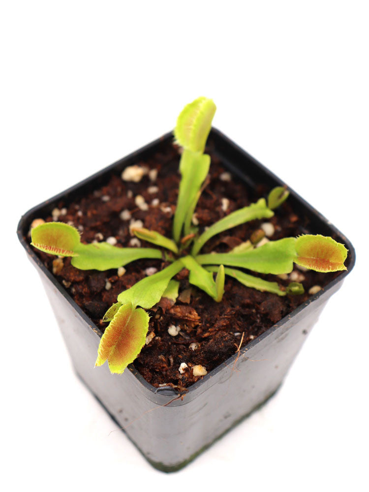 Dionaea muscipula 'Carboni ardenti'