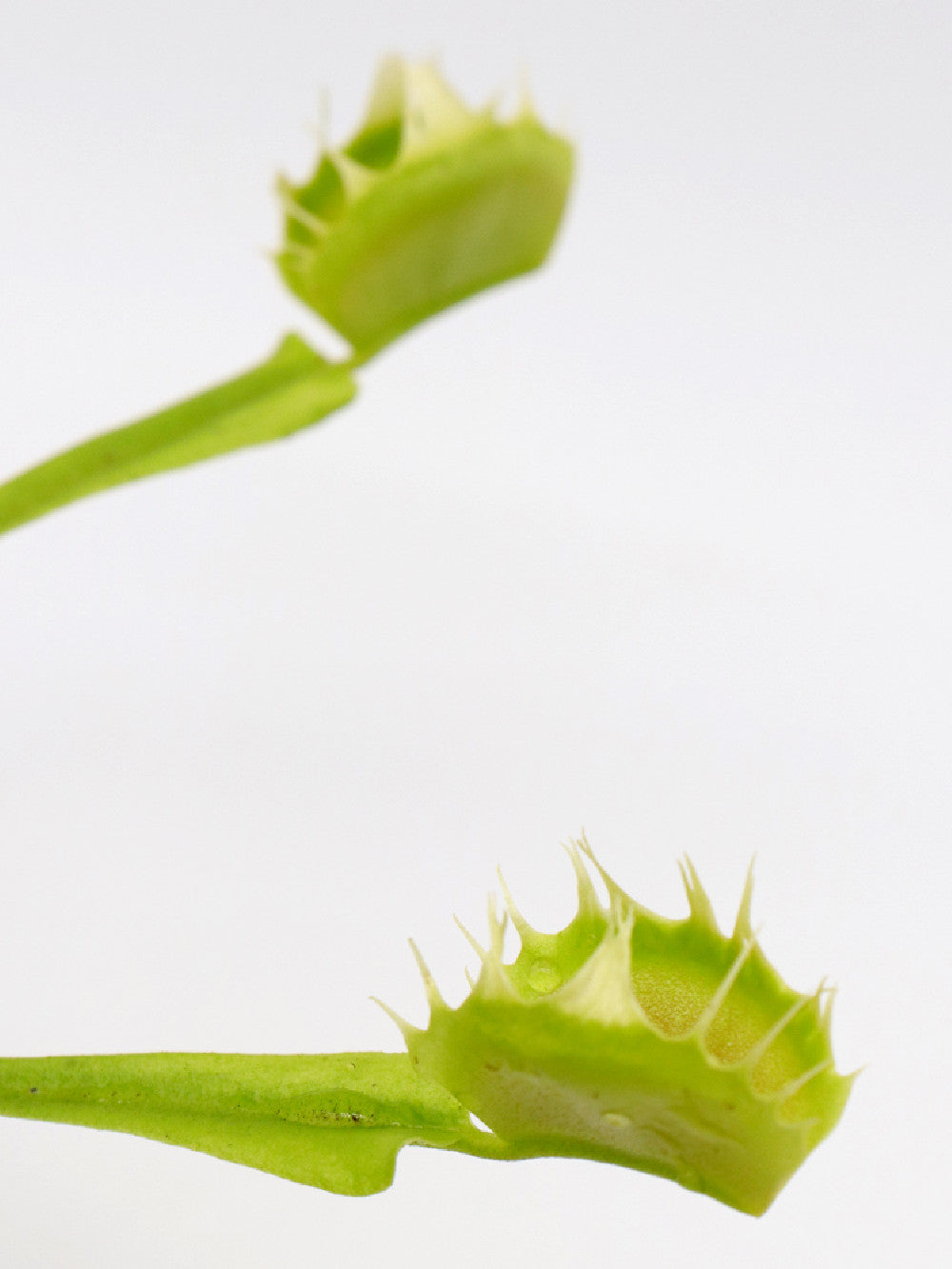 Dionaea muscipula " Crispy Sun"