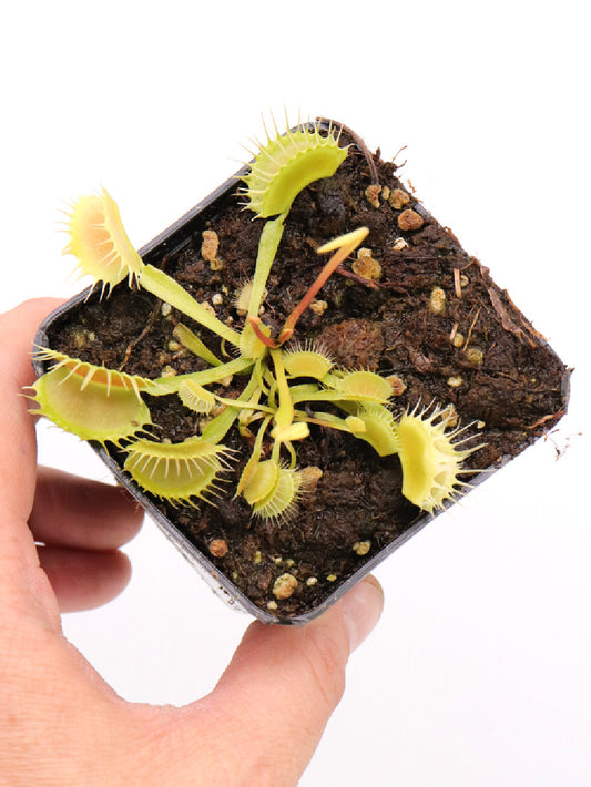 Dionaea muscipula " Crispy Sun"