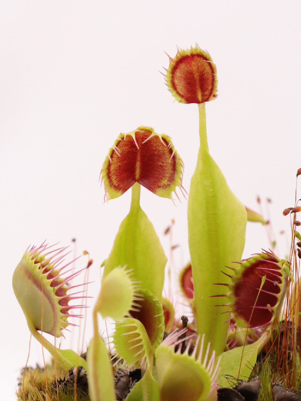 Dionaea muscipula 'Cupped trap'