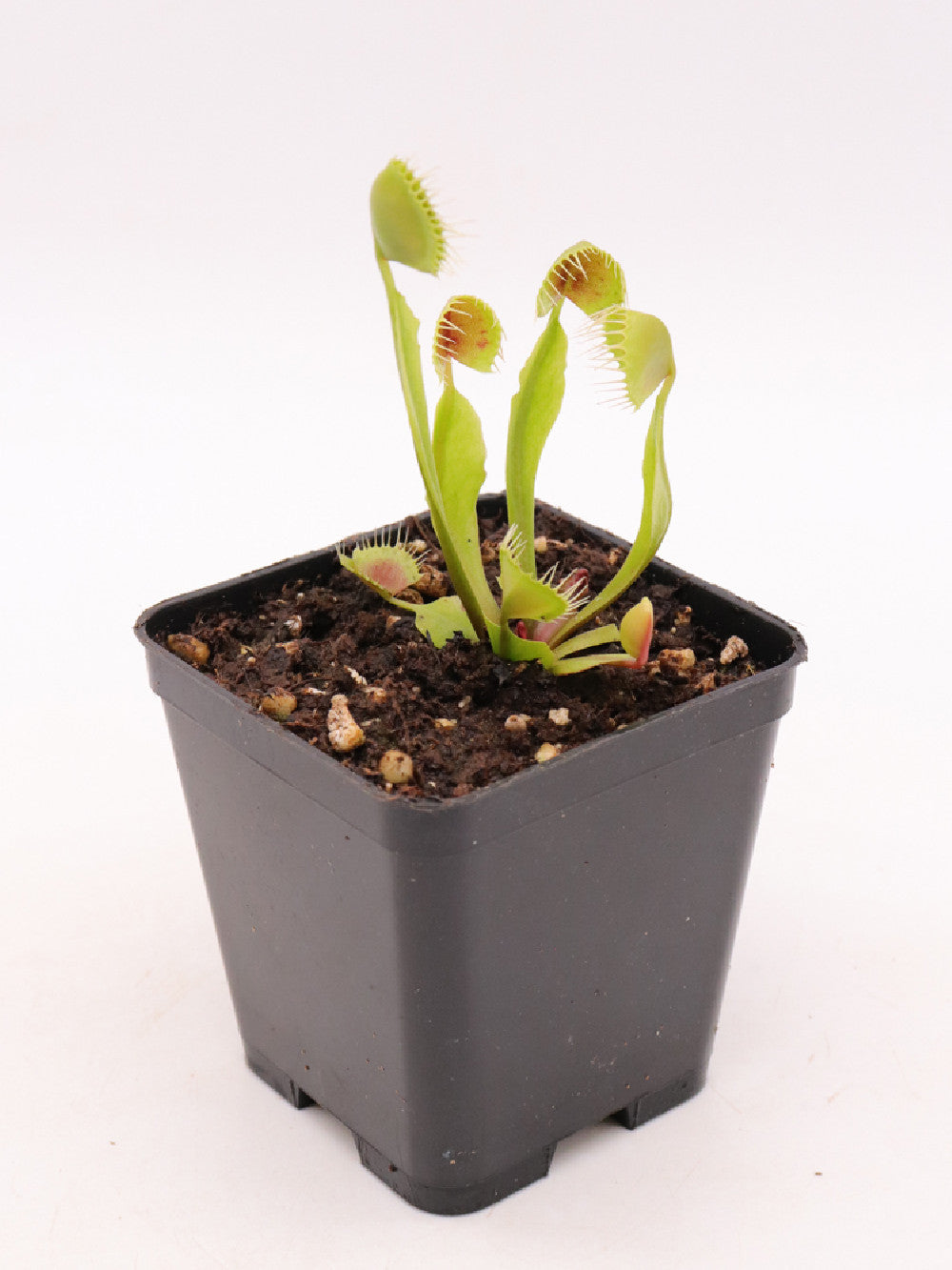 Dionaea muscipula 'Cupped trap'