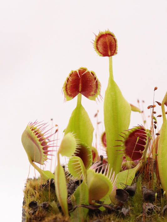 Dionaea muscipula 'Cupped trap'