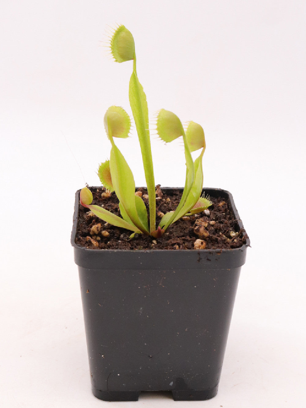 Dionaea muscipula 'Cupped trap'
