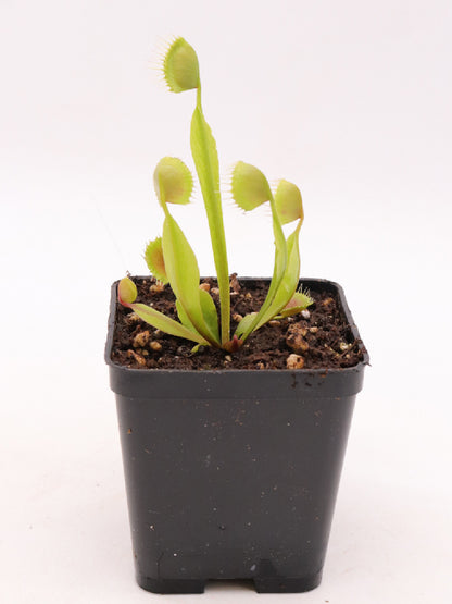 Dionaea muscipula 'Cupped trap'