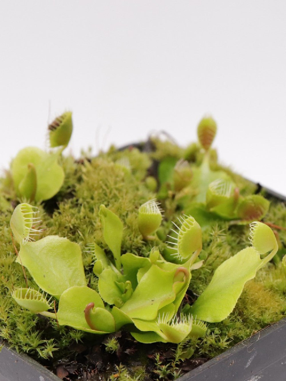 Dionaea muscipula 'Cupped trap'