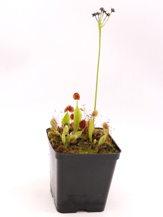 Dionaea muscipula " Cupped trap vigorous"