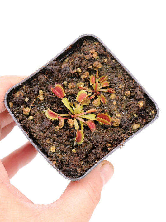 Dionaea muscipula " Dwarf  Japan"