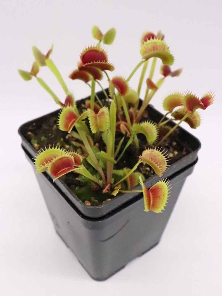 Dionaea muscipula " Fico d'india "