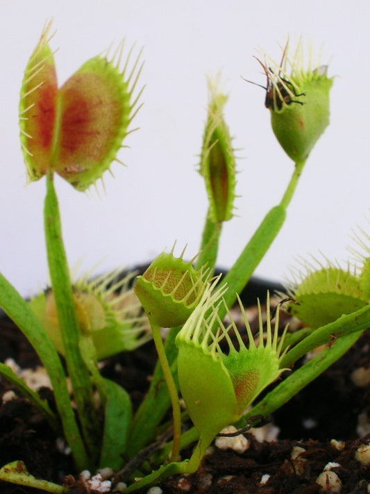 Dionaea muscipula 'Funnel trap'