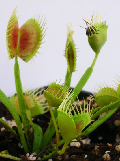 Dionaea muscipula 'Funnel trap'