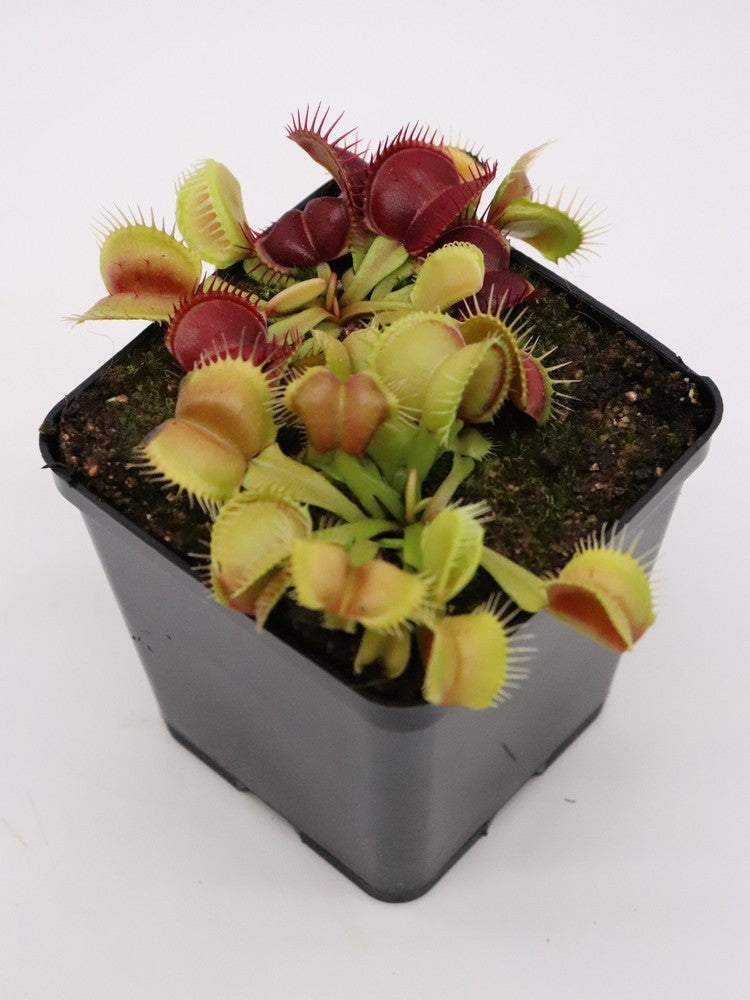 Dionaea muscipula " Galaxy "