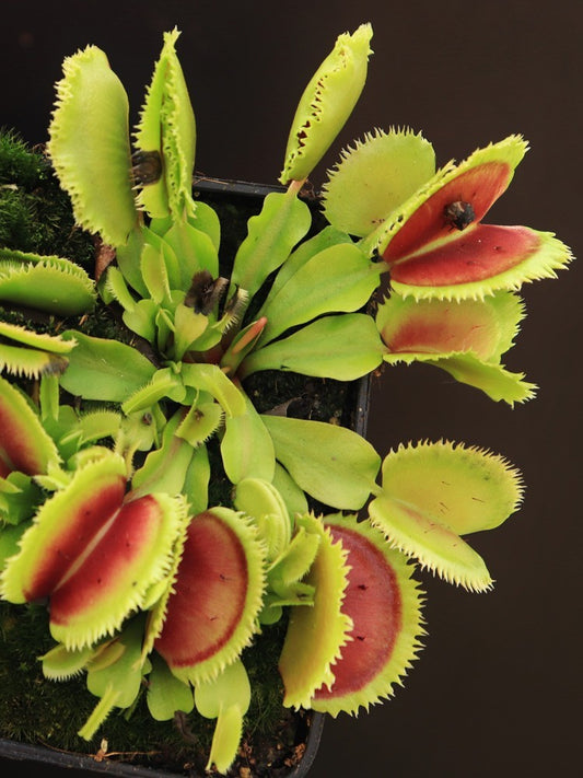 Dionaea muscipula 'Giant clam'