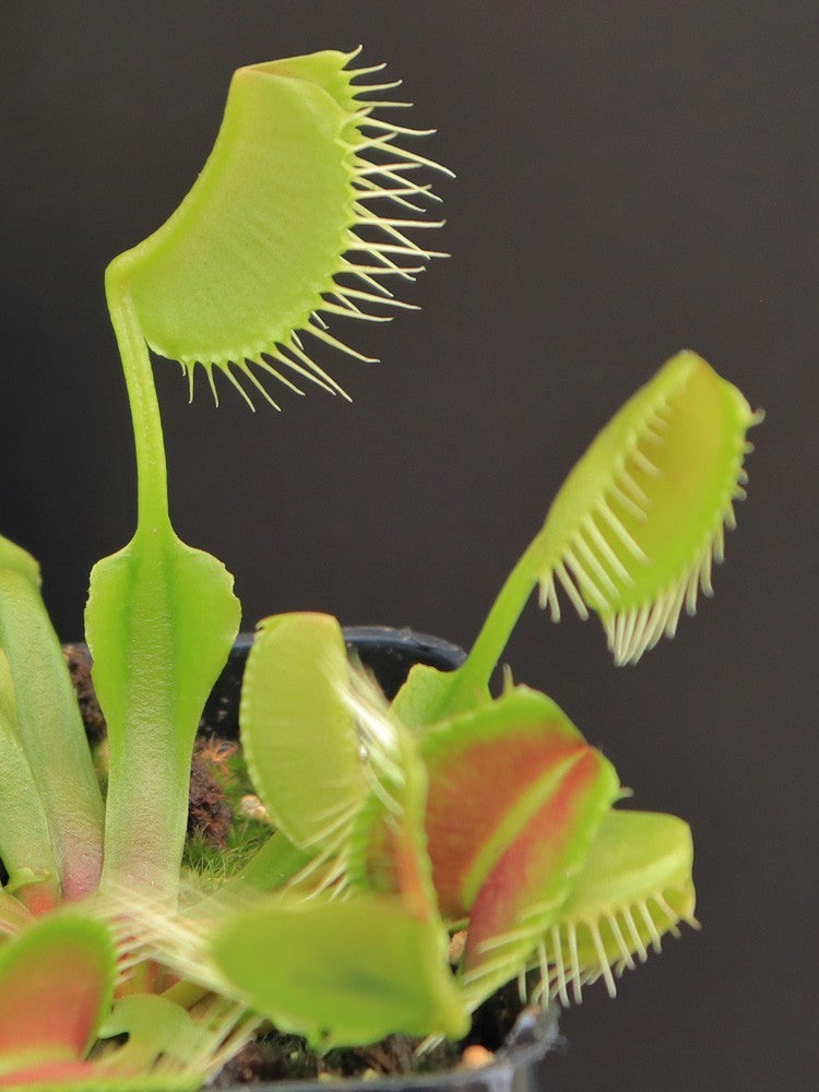 Dionaea muscipula 'Kayan'