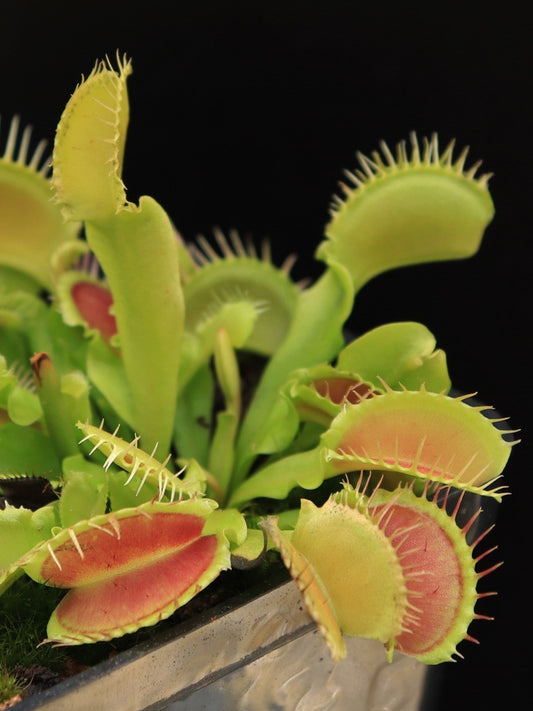 Dionaea muscipula 'Korrigans'