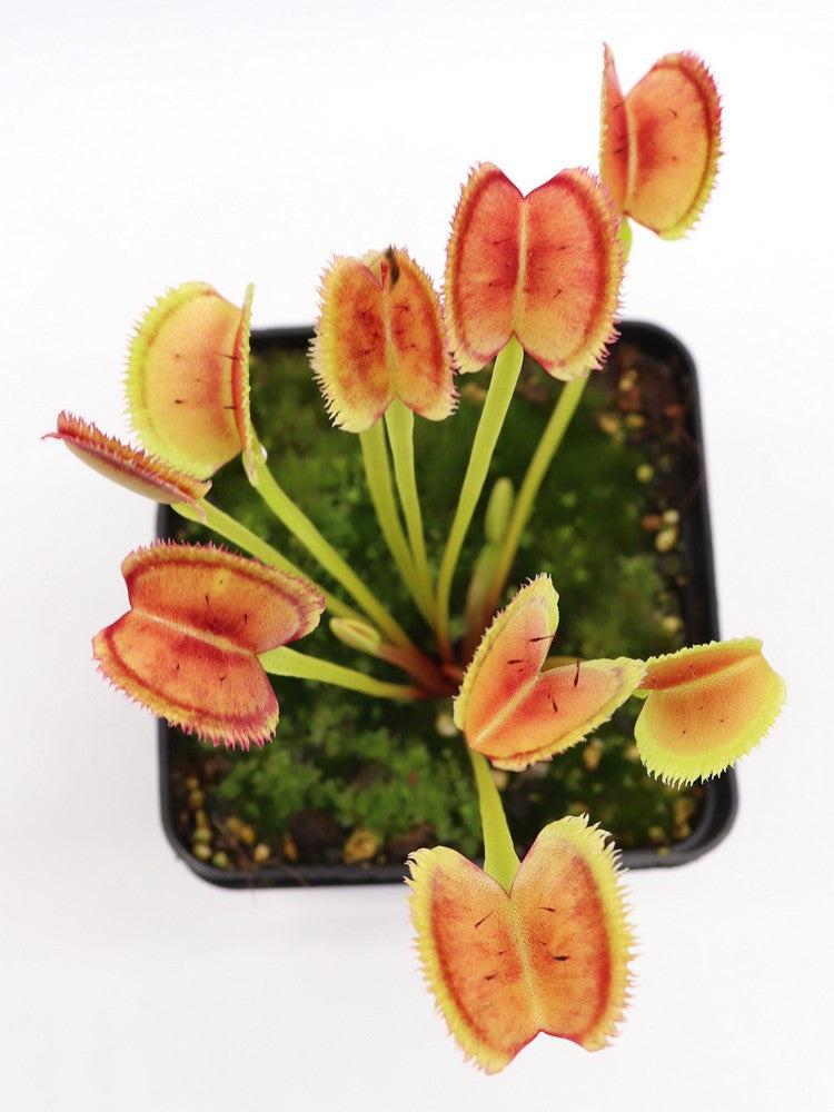 Dionaea muscipula 'Lunatic fringe'