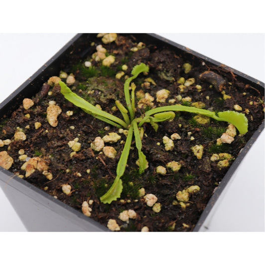 Dionaea muscipula 'Mars'