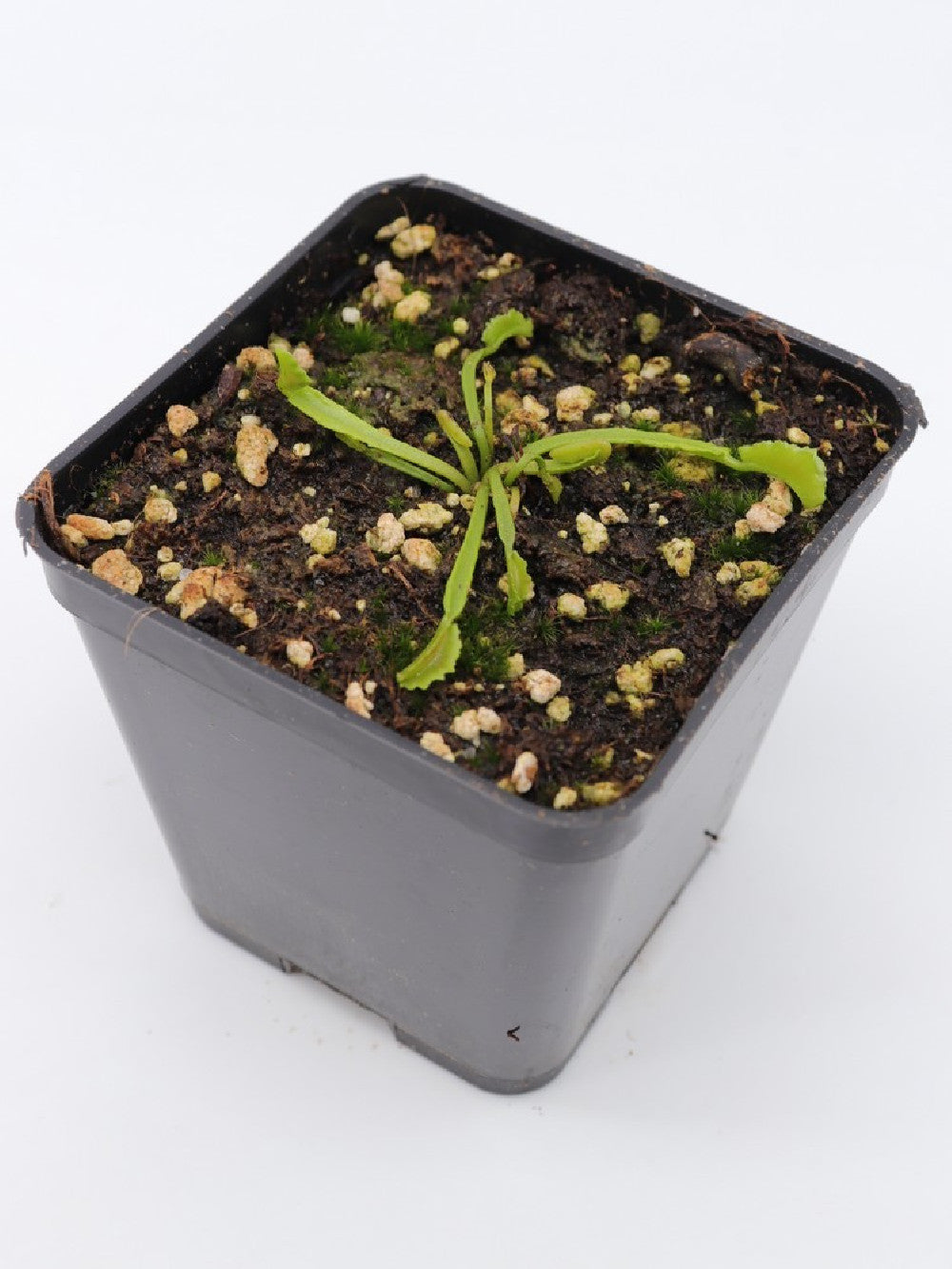 Dionaea muscipula 'Mars'