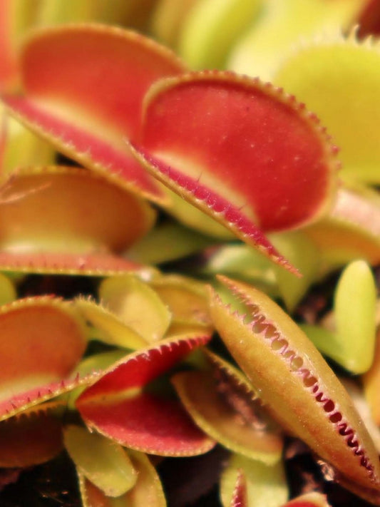 Dionaea muscipula 'Microdent'