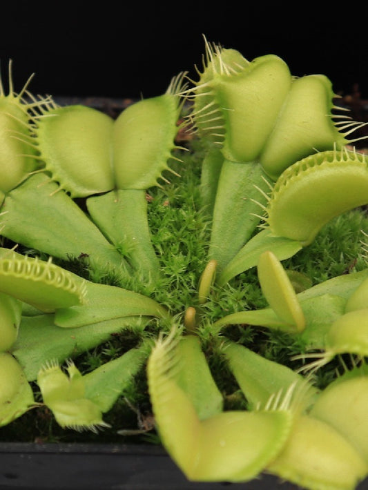 Dionaea muscipula 'Moon trap'