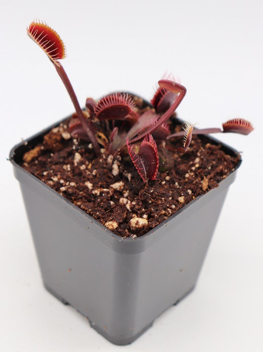 Dionaea muscipula 'Pink venus'