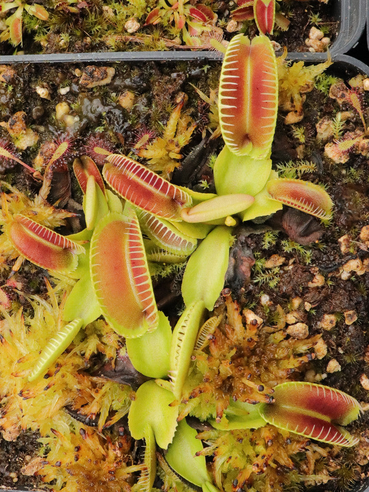 Dionaea muscipula " Ramesse II "