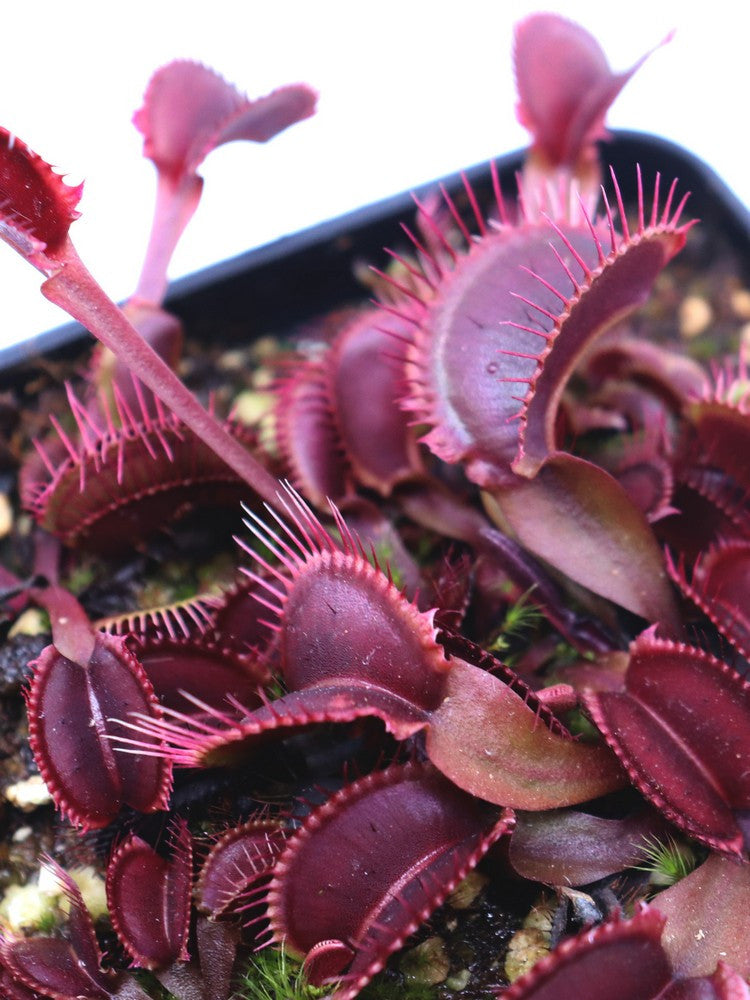 Dionaea muscipula 'Red fused petiole'  F04 BCP