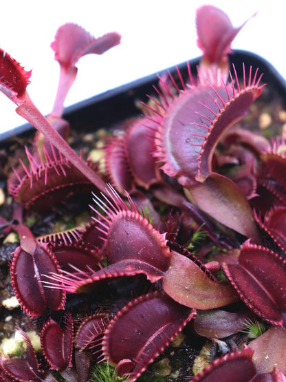 Dionaea muscipula 'Red fused petiole'  F04 BCP