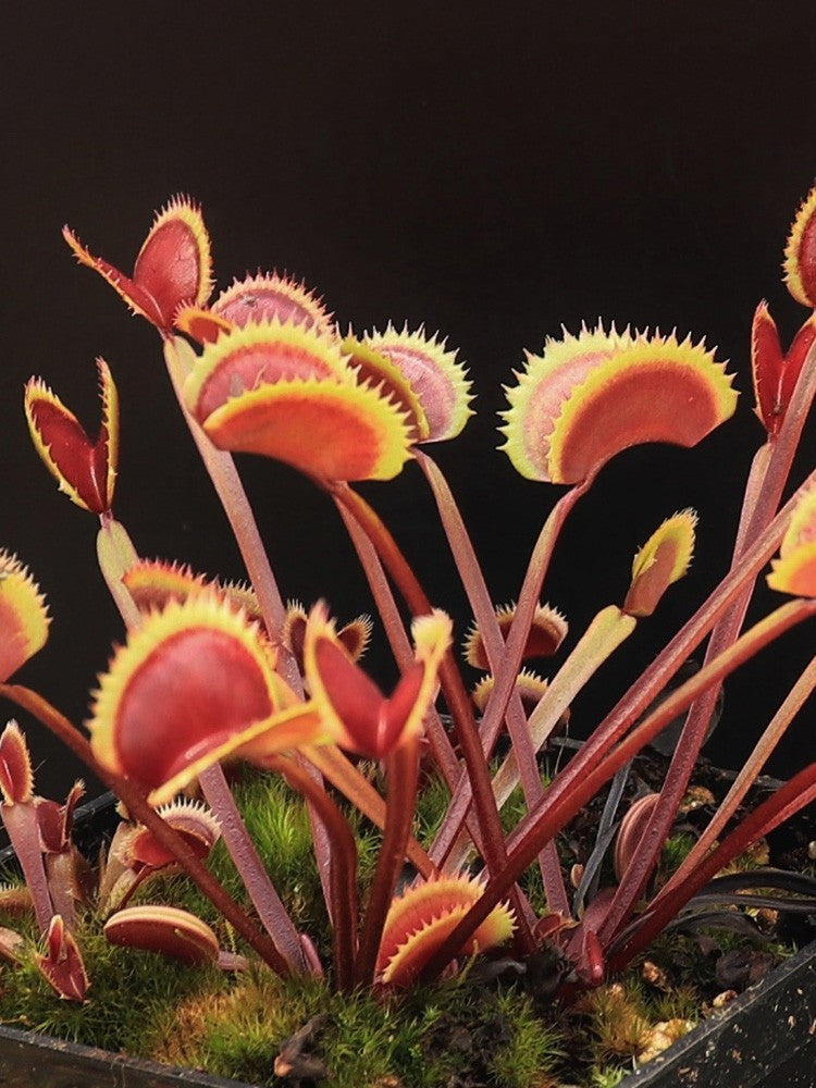 Dionaea muscipula 'Red piranha'