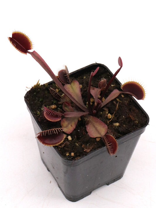 Dionaea muscipula 'Royal red'