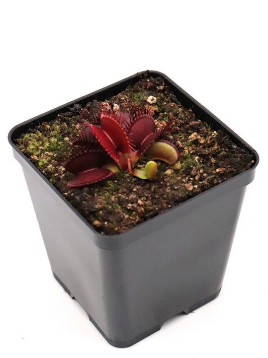 Dionaea muscipula 'SD Kronos'