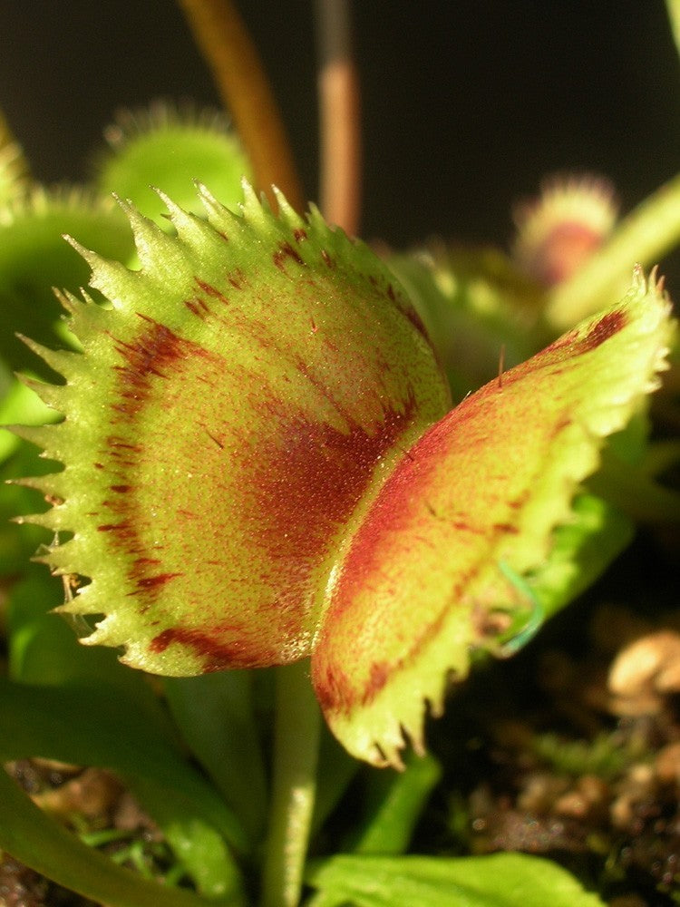 Dionaea muscipula " SL Seedling"