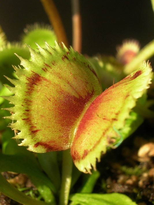 Dionaea muscipula " SL Seedling"