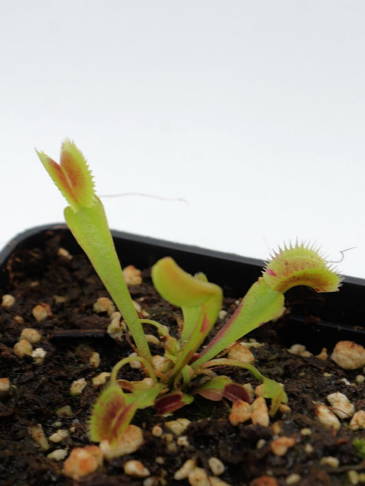 Dionaea muscipula 'Scarlatine'
