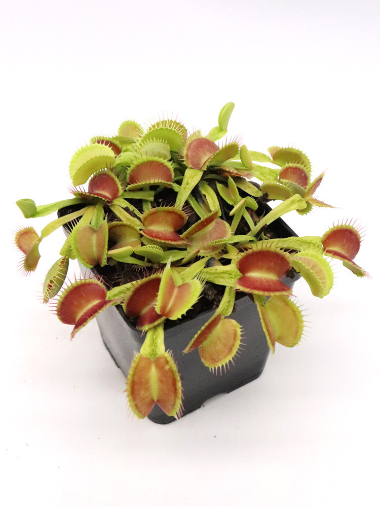 Dionaea muscipula " Schuppenstiel II "