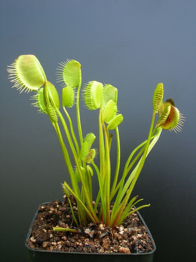 Dionaea muscipula 'Spider'