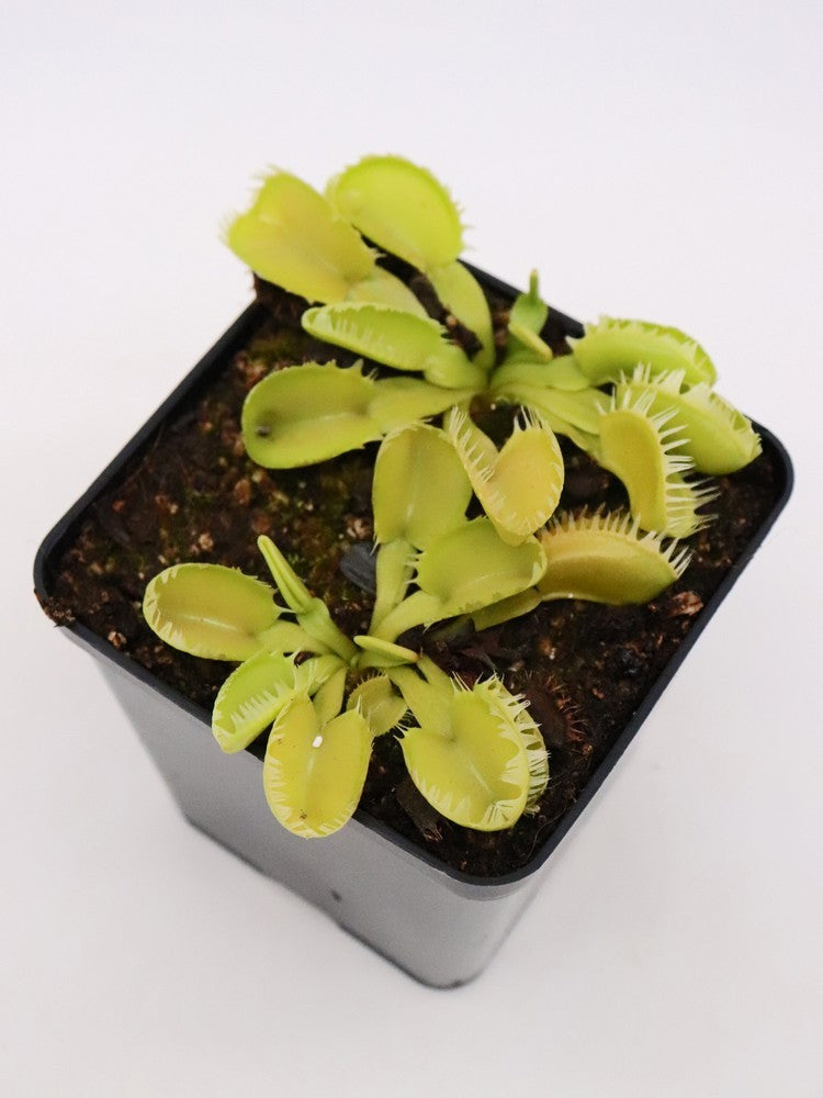 Dionaea muscipula 'Triton'