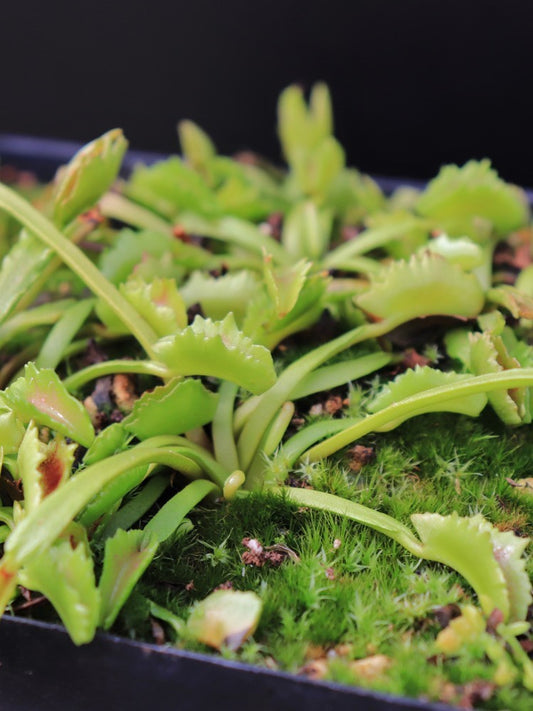 Dionaea muscipula 'Wacky traps'