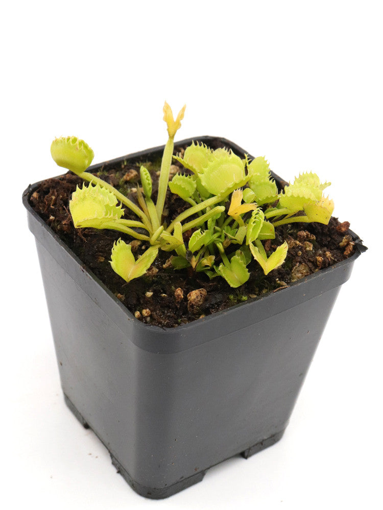 Dionaea muscipula 'Werewolf'