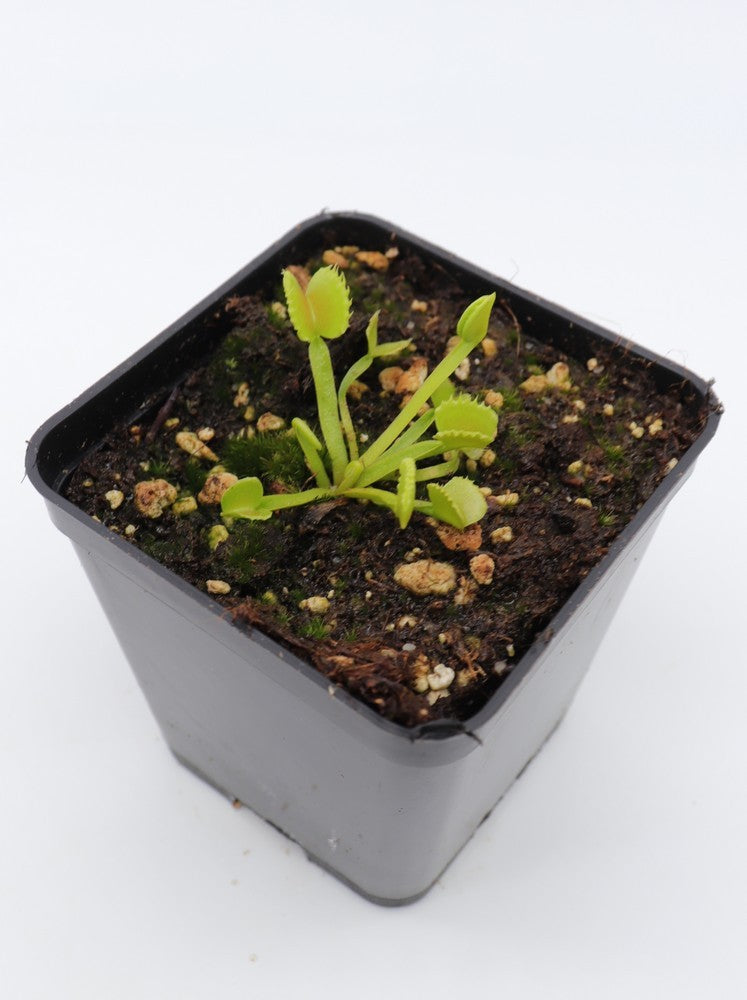 Dionaea muscipula 'Werewolf'