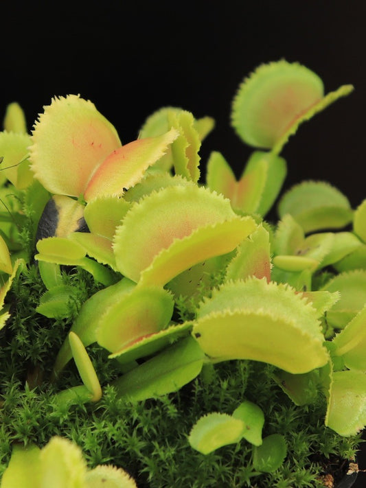 Dionaea muscipula 'Whale'